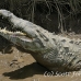 crocodile_american_tar_h_1497_cos2500.jpg